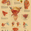 Vintage anatomy poster detailing the structure, function, and effects of the prostate gland.