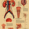 Vintage anatomy and physiology poster showing the urinary tract anatomy and physiology.