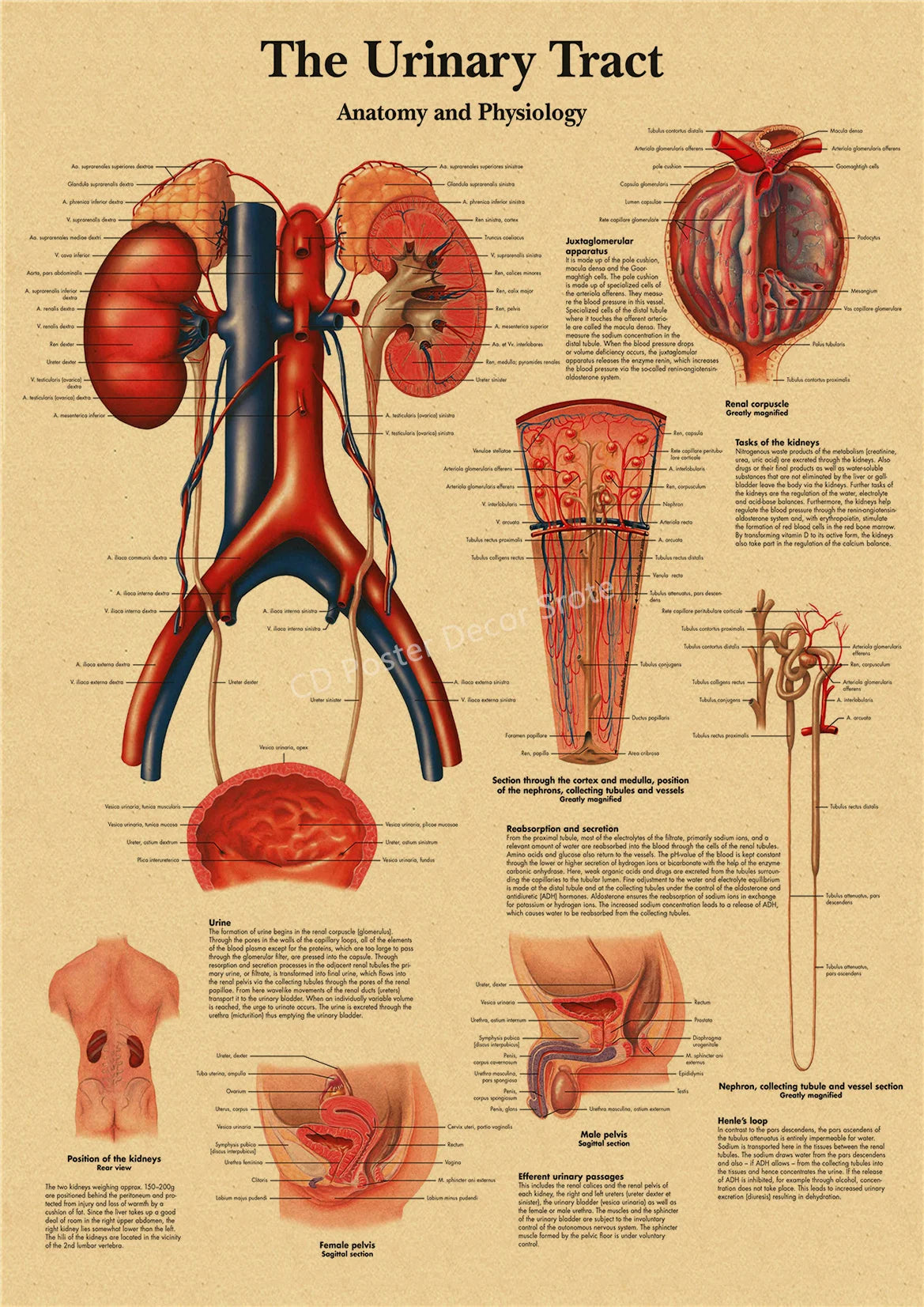 Vintage anatomy and physiology poster showing the urinary tract anatomy and physiology.