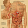 Vintage anatomy and physiology poster showing the digestive system with detailed diagrams.