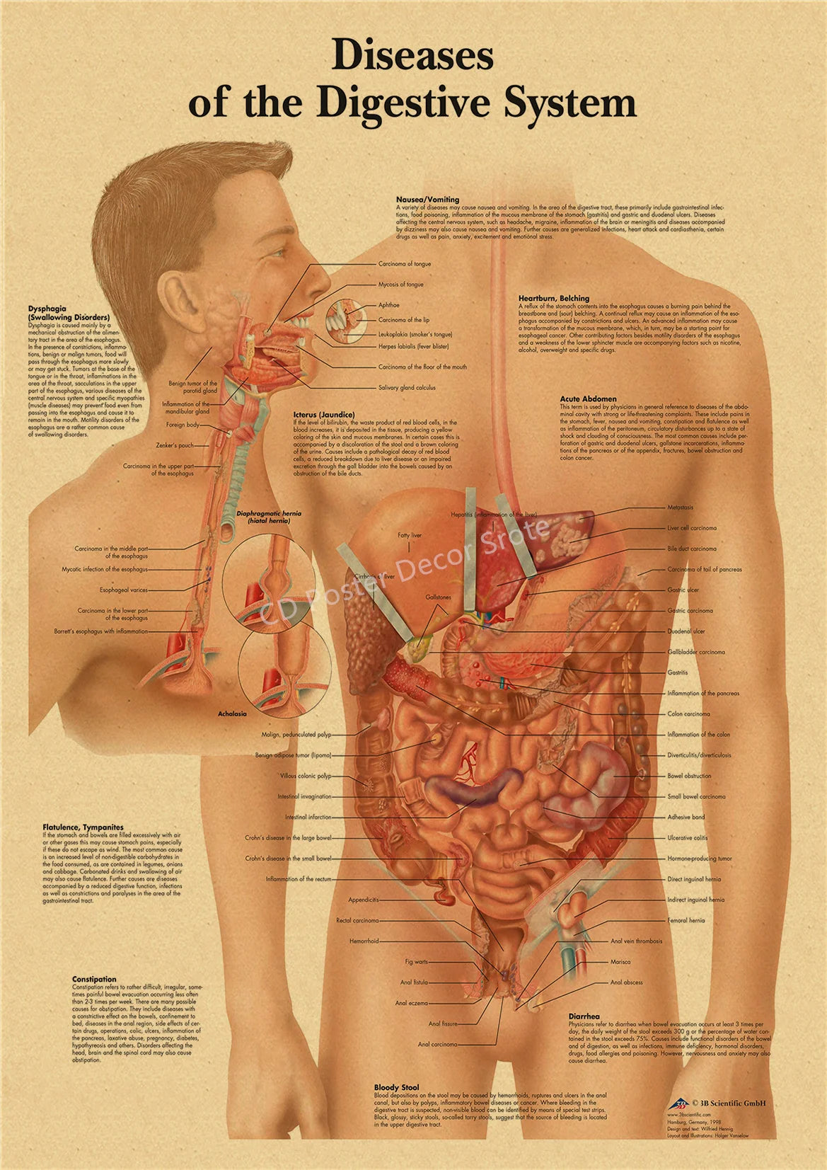 Vintage anatomy and physiology poster showing the digestive system with detailed diagrams.