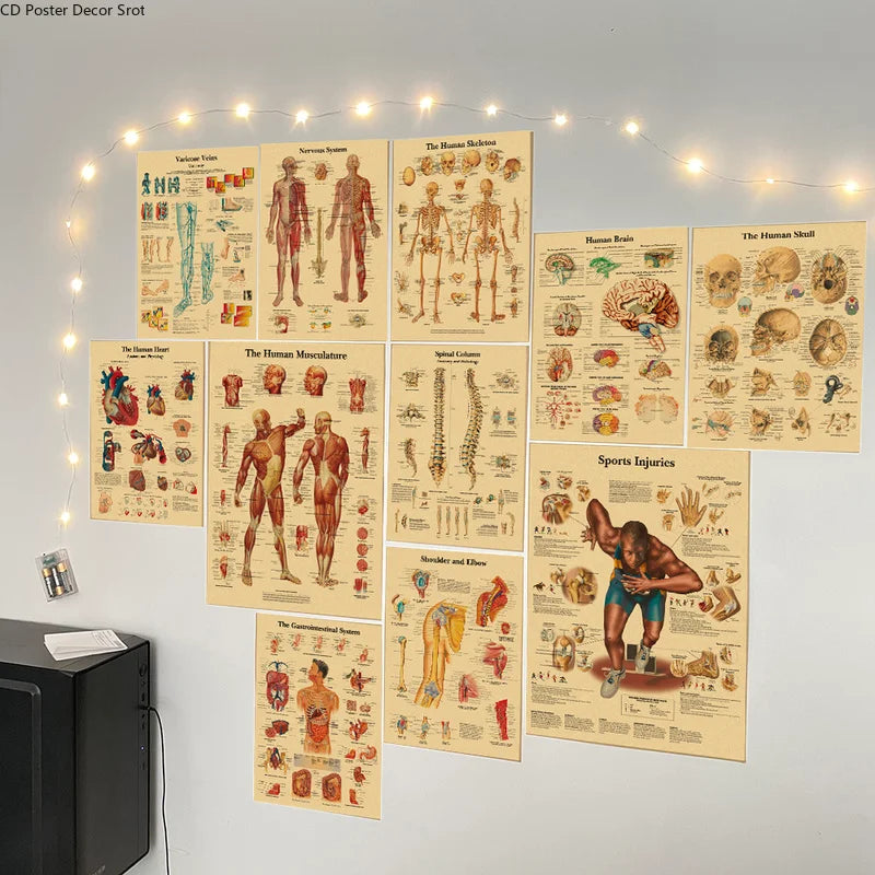 A display of vintage anatomy and physiology posters on a wall, illuminated by string lights.