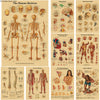 A collection of vintage anatomy and physiology posters featuring human skeletons, organs, muscles, and nervous systems on kra