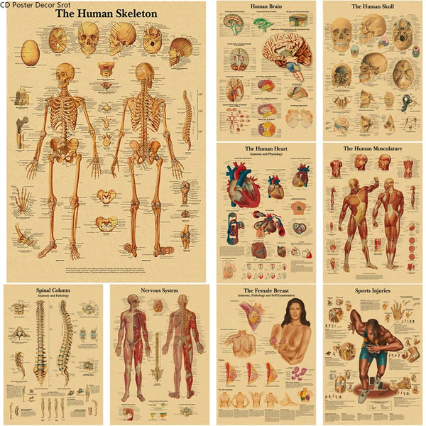 A collection of vintage anatomy and physiology posters featuring human skeletons, organs, muscles, and nervous systems on kra