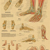Anatomy and Pathology of the foot and joints, showing skeletal structures and ligaments.