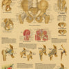 Vintage anatomy and pathology poster showing detailed diagrams of the pelvis and hip anatomy and pathology.