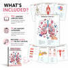 Anatomy labeling workbook showing various anatomy pages, key categories, and a tissue types section.