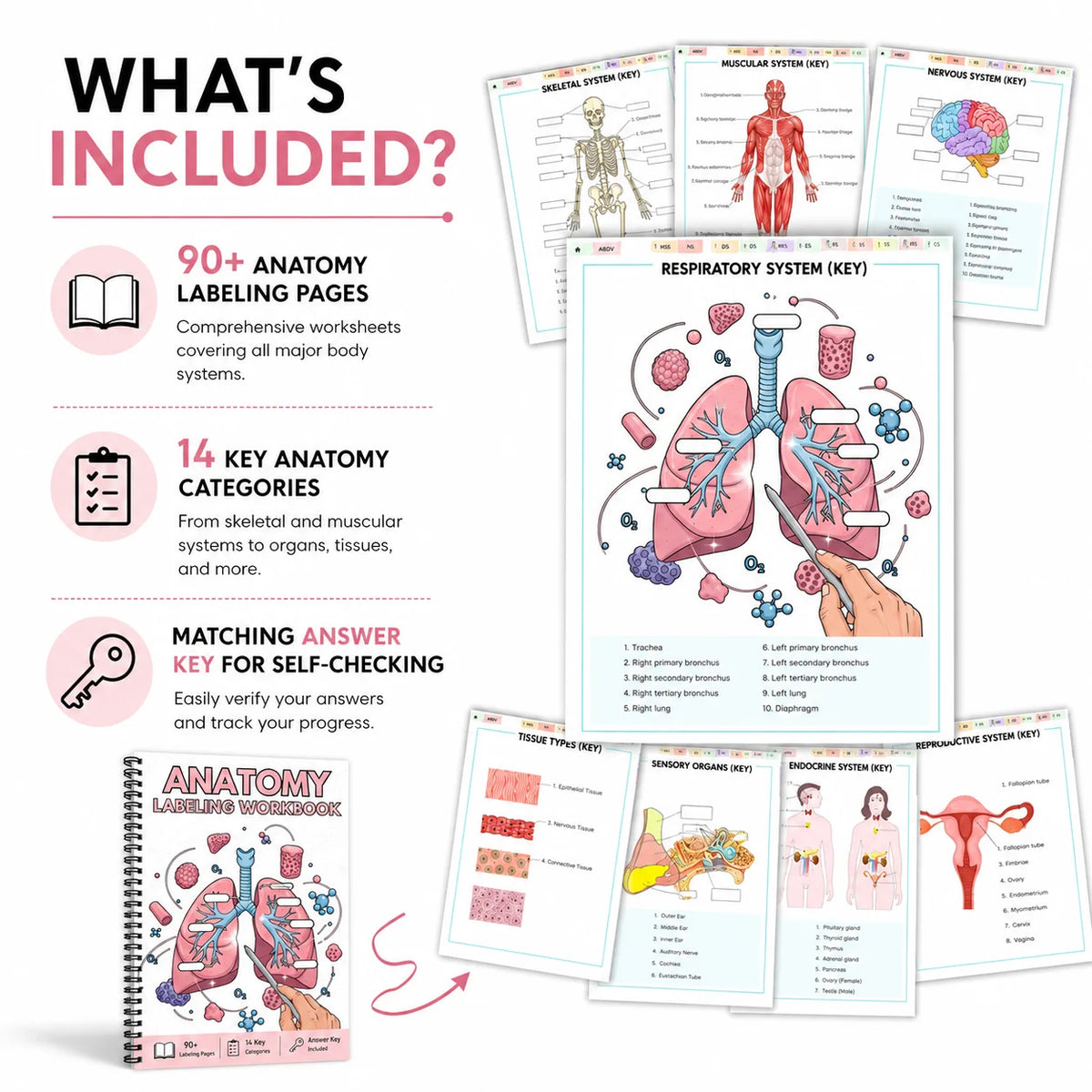 Anatomy labeling workbook showing various anatomy pages, key categories, and a tissue types section.